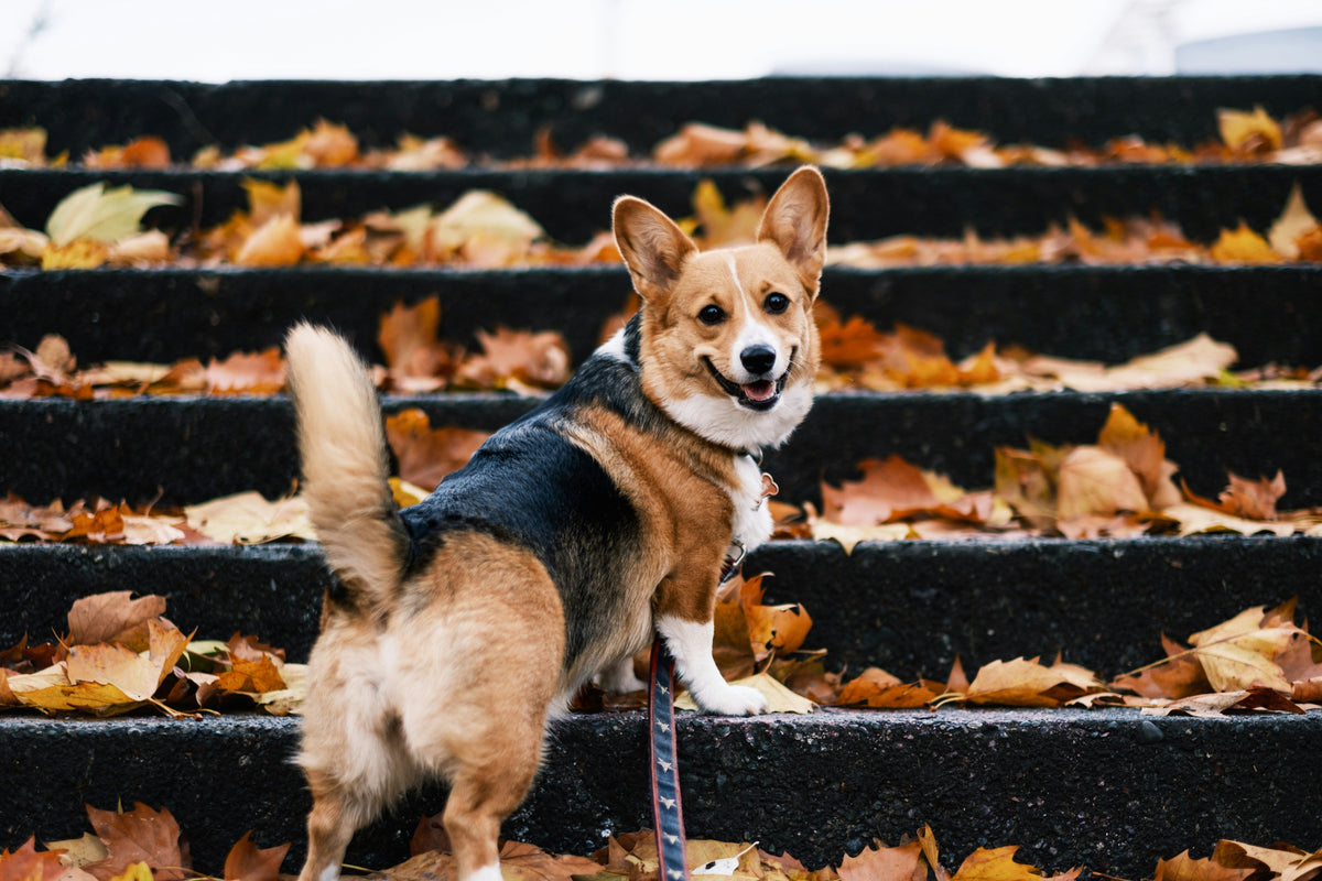 Corgi dog smiling in autumn leaves